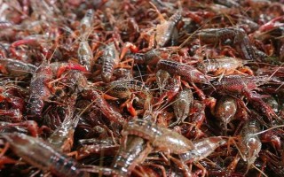 農(nóng)村養(yǎng)殖小龍蝦要注意什么，將黑魚和鱔魚作為重點防范對象
