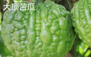 優(yōu)良的苦瓜品種，包括滑身苦瓜、長身苦瓜、夏豐苦瓜等種類