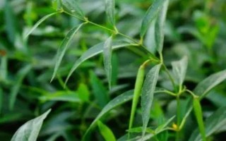 老瓜頭簡(jiǎn)介，是一種直立半灌木