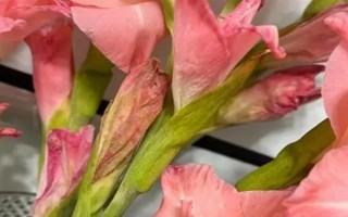 劍蘭的花語，不同顏色有不同的花語