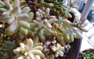 虹之玉錦掉葉怎么解決，水量過少要增加澆水頻率