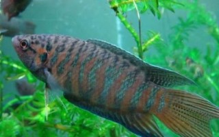 虎斑天堂魚好不好養(yǎng)，飼養(yǎng)難度較低