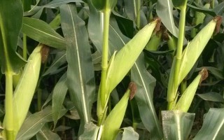 DH606玉米種子簡介，4月下旬至5月上旬播種