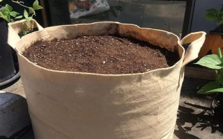 臭繡球花有沒有毒，毒素主要集中在葉片內(nèi)