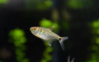 黃色的魚有哪些品種，常見的有黃顙魚、霓虹燕子等