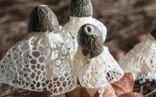 竹蓀和羊肚菌的區(qū)別，科屬、外觀和生長環(huán)境均不同