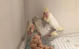 玄鳳鸚鵡吃什么下蛋快，可以把小米作為主糧