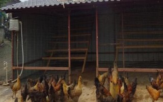 散養(yǎng)土雞的雞舍建造方法，以下5種供參考