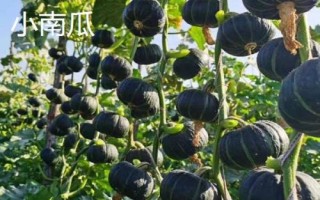 西葫蘆和小南瓜的區(qū)別，顏色和外形均不同