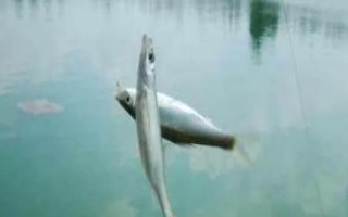 垂釣白條魚應(yīng)該釣浮還是釣底，屬于上層魚類一般可以釣浮