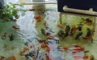 怎么養(yǎng)金魚才合適，重點(diǎn)是要做好換水措施