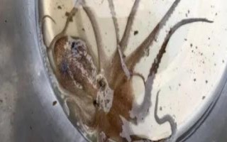 望潮和章魚(yú)的區(qū)別，種類(lèi)和分布均不同