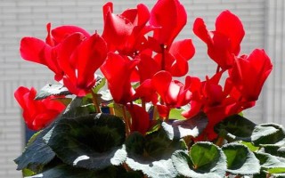 紅色仙客來的花語，寓意嫉妒的愛、歡迎貴客等