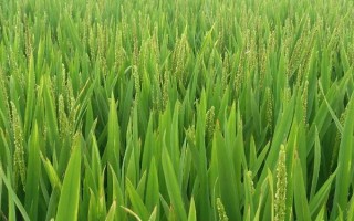 源粳1號(hào)水稻品種的特性，4月中旬播種