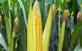 金隴558玉米種子特征特性，大喇叭口期注意防治玉米螟