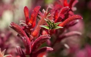 袋鼠爪花的寓意，寓意幸運(yùn)高雅、頑強(qiáng)堅(jiān)韌