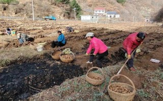引種天麻要注意什么，當(dāng)?shù)氐臍夂驖M足條件才能種植