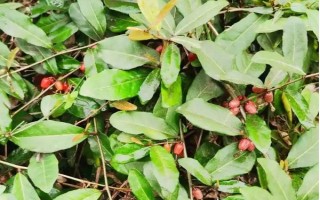 木半夏與胡頹子有什么區(qū)別，植物類型、葉片、花朵等方面均不同