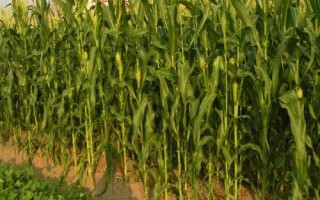 金玉358玉米種子特點，適宜密度為每畝5000株左右