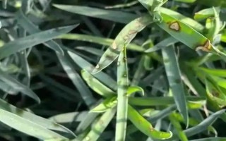 怎么預(yù)防康乃馨爛根，控制澆水量、讓土壤保持透氣有助于根系生長(zhǎng)