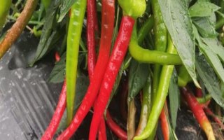 石柱紅和二荊條的區(qū)別，外形和顏色均不同