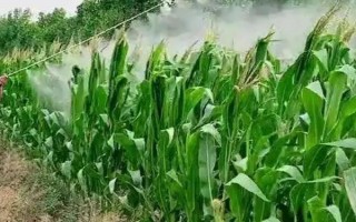 金實11號玉米種子特征特性，春播生育期117天