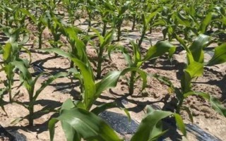 安農(nóng)591玉米種介紹，種植密度為每畝4000株