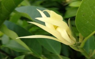 白蘭花的寓意，寓意純潔的愛、高貴優(yōu)雅等