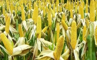 點(diǎn)谷1號（試驗(yàn)名稱：點(diǎn)谷1號）玉米品種簡介，播種后及時(shí)覆土