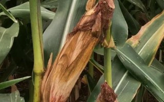 翔育761玉米種子特點(diǎn)，中晚熟青貯玉米品種