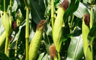 萬白糯66玉米種子特征特性，畝植密度3200株左右