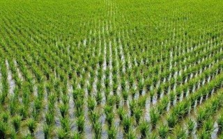 禾盛兩優(yōu)25水稻種子特征特性，秧田播種量每畝15-20公斤