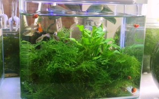 缸里有魚后如何種植水草，首先選擇生長健康、沒有遭受病蟲害的水草