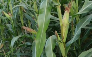 太育167玉米種子特點，適宜播期4月下旬至5月上旬