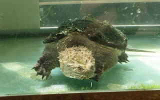 鱷龜?shù)娘曫B(yǎng)方法，每隔7-10天消毒一次