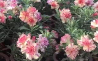 沙漠玫瑰的葉片為什么發(fā)黃，一般是澆水過多、溫度過低、通風不良等因素所導致