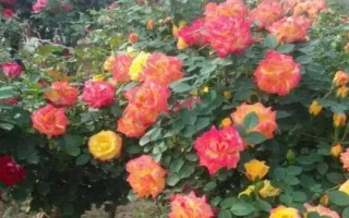 在哪里購買樹狀月季苗，苗木企業(yè)和花卉市場是適宜選擇