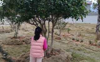 養(yǎng)殖桂花樹的方法，春秋季節(jié)每隔3-4天澆一次水