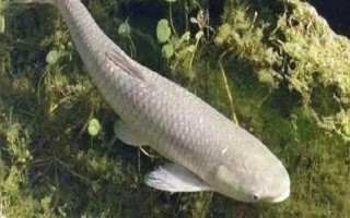 草魚吃什么，可以吃狗尾草、蘆葦、紅蟲等