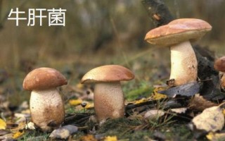 南方適合種植哪些菇類，竹蓀、黑木耳、草菇等