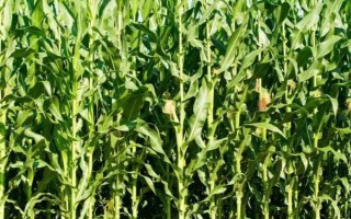 新玉52號玉米種子特點，畝種植密度5500株