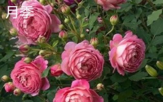 薔薇和月季的區(qū)別,花朵和花期均不同