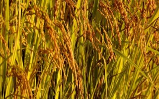株兩優(yōu)152水稻種子特征特性，大田用種量每畝2.0公斤