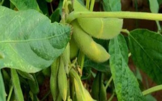 吉育513大豆種子特點，4月末至5月初播種