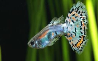 養(yǎng)孔雀魚多久換一次水，換水量不能太大