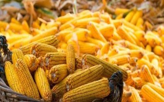 松玉601玉米種簡介，保苗密度為6000株/畝