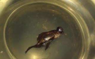 金魚為什么突然就死了，可能是喂食過多或水質(zhì)差等導(dǎo)致的