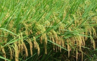 隆晶優(yōu)1號水稻種子簡介，全生育期127.6天