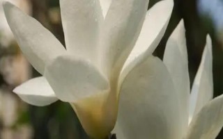 白玉蘭的形態(tài)特征，高達(dá)17米且胸徑達(dá)到30厘米