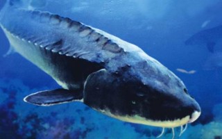 鱘魚能取多少次魚子，一生只能取1次